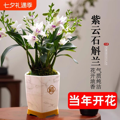 石斛花苗兰基地紫云好养泼墨室内水培当年开花卉盆栽绿植带花香水