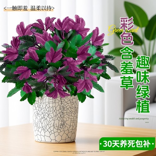 含羞草盆栽小绿植室内四季常青