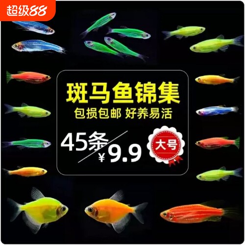 七彩斑马鱼孔雀鱼热带观赏鱼淡水