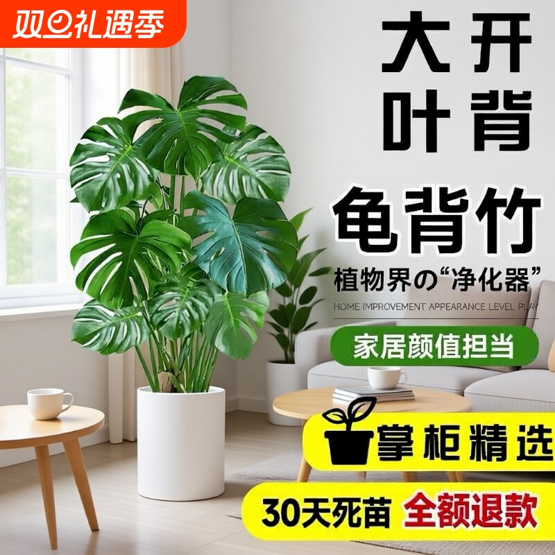 龟背竹客厅大盆栽老桩植物办公室大型绿植室内盆景净化空气除甲醛