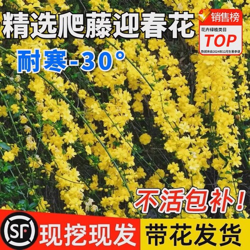 迎春花树苗带花苞报春花盆景连翘大盆栽阳台庭院爬藤耐寒花卉植物