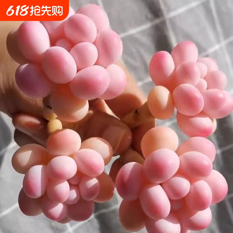 桃蛋多肉植物组合盆栽精品肉肉植物大颗老桩多肉盆栽室内阳台花卉