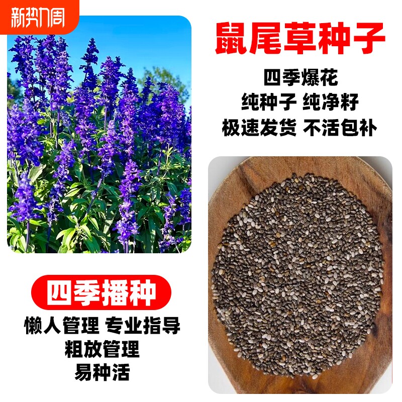 蓝花鼠尾草花籽四季播种一串兰花种子公园景区花海花种籽牧草种植