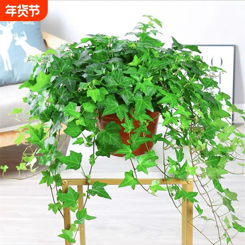 四季常春藤绿植盆栽水培植物室内净化空气吸甲醛吊兰爬藤好养花卉,鲜花速递/花卉仿真/绿植园艺,绿植,淘宝优惠券,粉丝福利购,淘宝优惠卷