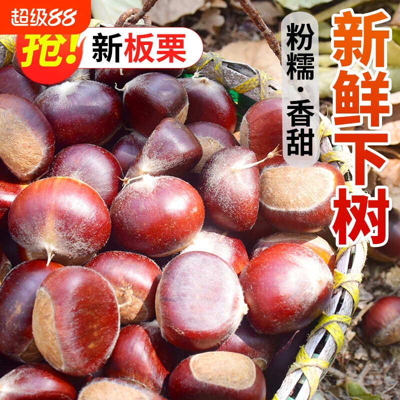 板栗生新鲜板栗2026新下树带壳老树油板栗子嫩毛板栗子鲜生图片