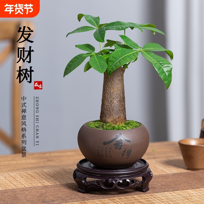 发财树绿植适合客厅室内办公室桌面四季好养旺宅植物吸甲醛小盆栽