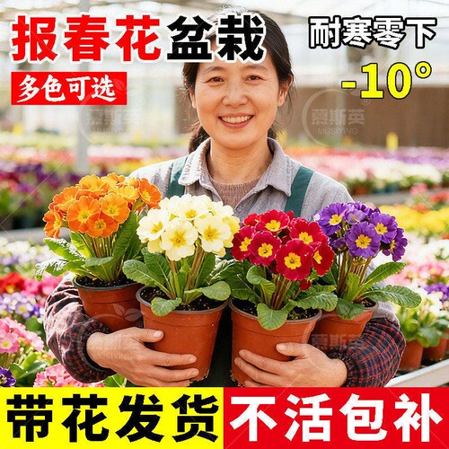 报春花盆栽带花苞迎春重瓣小苗耐寒冬季室内外四季花卉年宵花植物