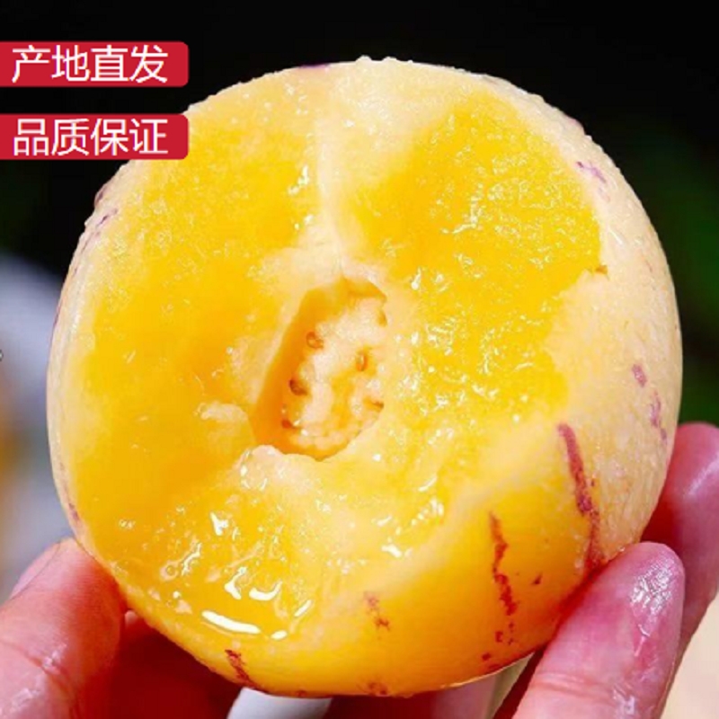 云南石林人参果圆果树上熟黄心超甜黄肉水果新鲜应季低糖水果
