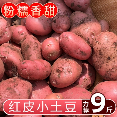 云南红皮黄心土豆9斤包邮新鲜小土豆农家蔬菜洋芋自种马铃薯批发