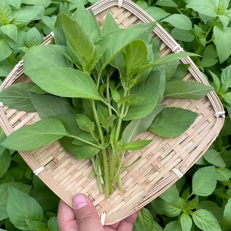 河南大叶荆芥种子菜籽阳台盆栽蔬菜种子农家四季荆菜春季耐热小叶