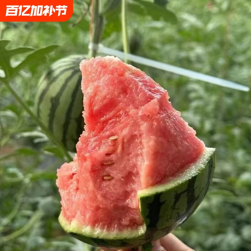 现摘新鲜小西瓜2K4K西瓜手撕薄皮一整箱有籽无籽水果冰淇淋糖丸