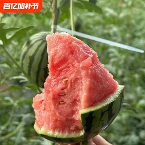 现摘新鲜小西瓜2K4K西瓜手撕薄皮一整箱有籽无籽水果冰淇淋糖丸