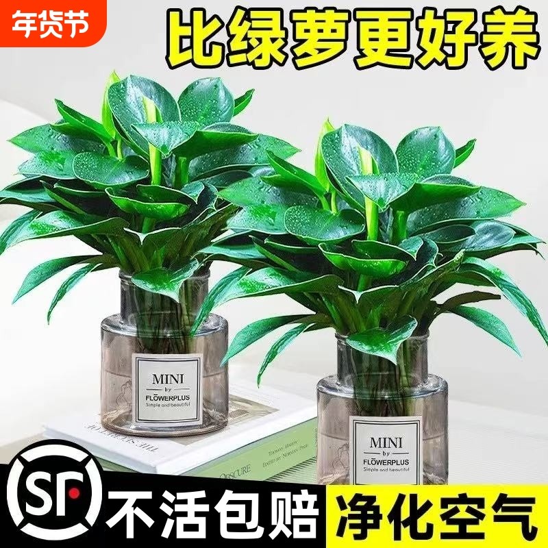 金钻盆栽水培大叶绿公主植物室内绿植好养绿萝箩吸甲醛客厅办公室