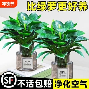 金钻盆栽水培大叶绿公主植物室内绿植好养绿萝箩吸甲醛客厅办公室