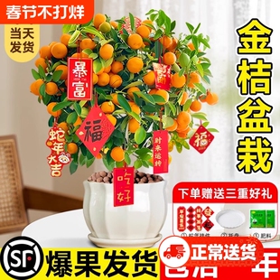 金桔树盆栽带果可食用室内四季橘子树苗客厅植物年桔绿植盆景阳台