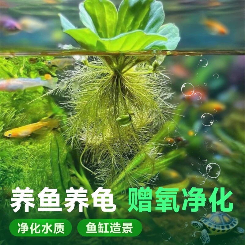 鱼缸浮萍水草水培植物浮性净化水质微景观懒人增氧造景养鱼净水
