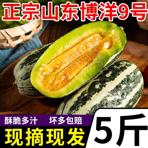 山东博洋9号脆甜多汁坏果包赔