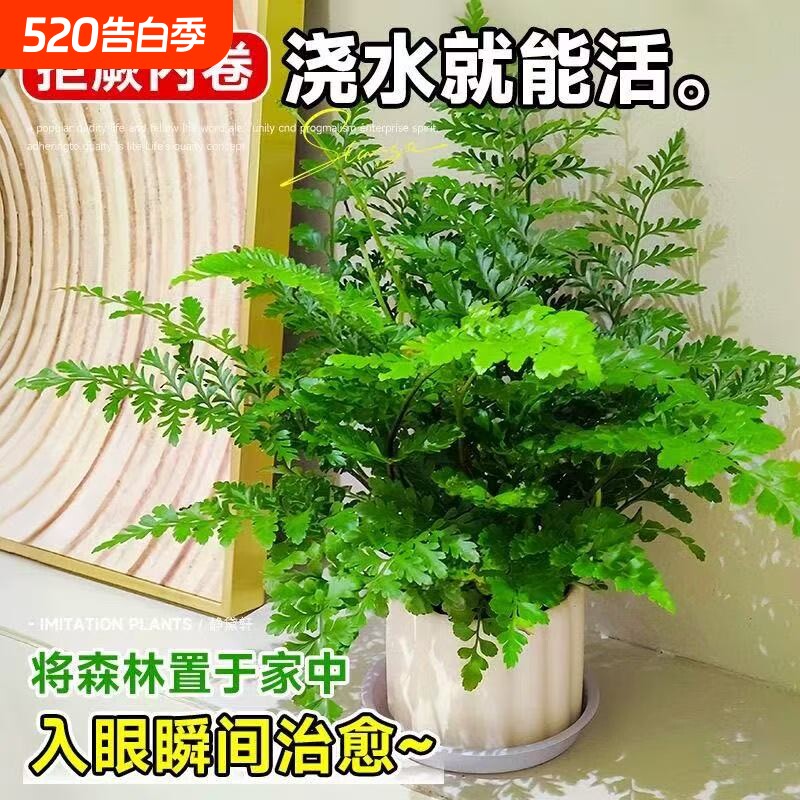 吉姆蕨盆栽蕨类植物懒人门口室内办公室电视柜旁边绿植好养活四季