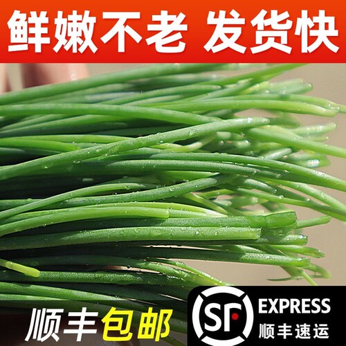 【顺丰包邮】甘肃民勤特产野菜新鲜沙葱3/5/斤鲜沙葱现采现发