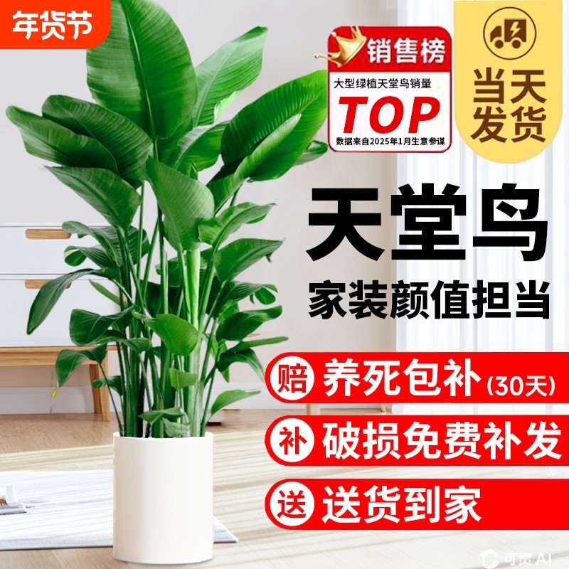 天堂鸟盆栽室内客厅高级感大型绿植办公室大叶植物高端鹤望兰氛围,鲜花速递/花卉仿真/绿植园艺,大型绿植/成品组合盆栽,淘宝优惠券,粉丝福利购,淘宝优惠卷