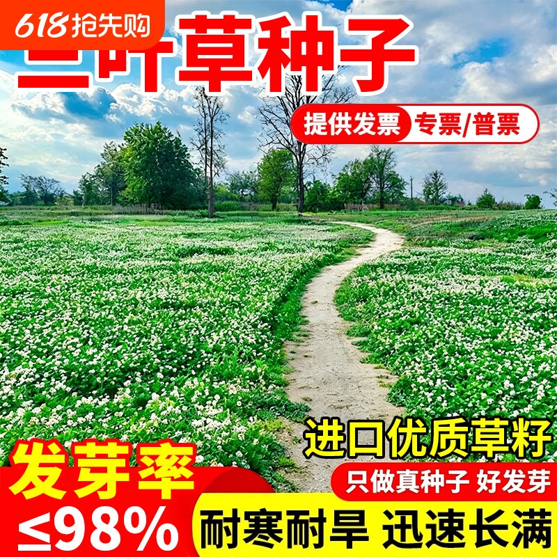 三叶草种子进口红三叶白三叶种籽耐寒幸运草四季常青绿化草坪草籽