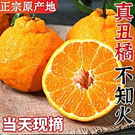 4.5斤四川不知火丑橘，单果70mm+
