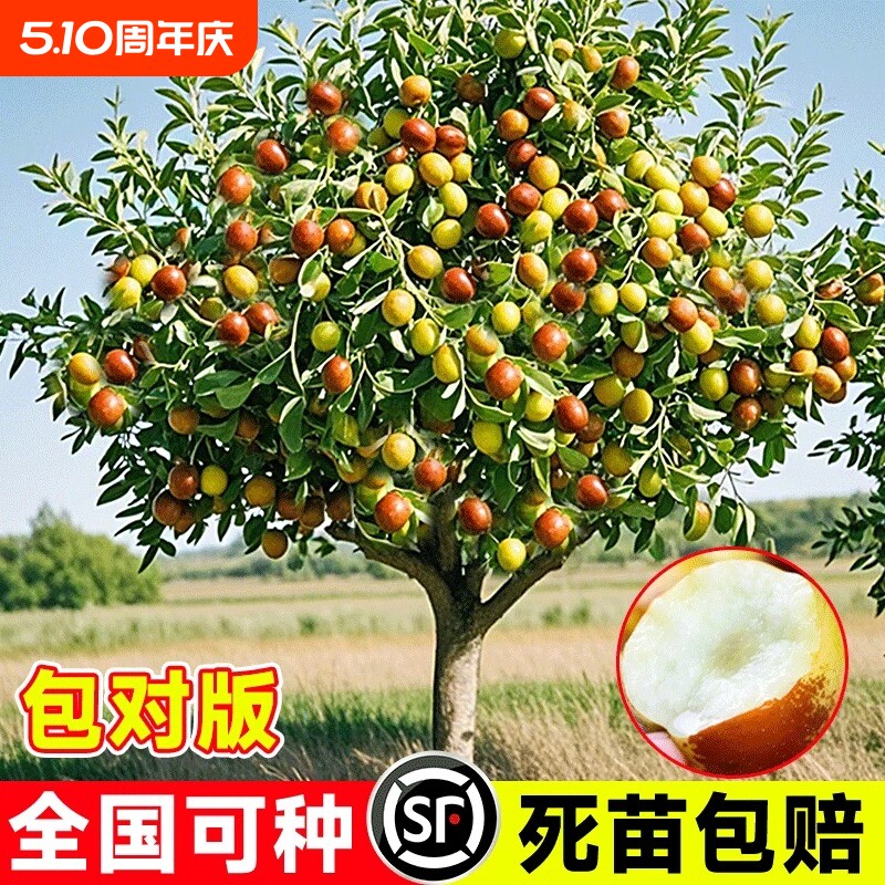 枣树活苗大枣超甜嫁接冬枣特大果树果苗当年结果北方南方庭院地栽