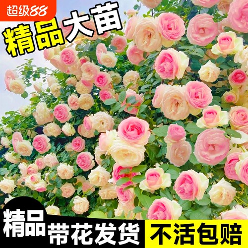 蔷薇花苗爬藤四季藤本月季花粉龙沙宝石开花大花浓香耐寒植物玫瑰