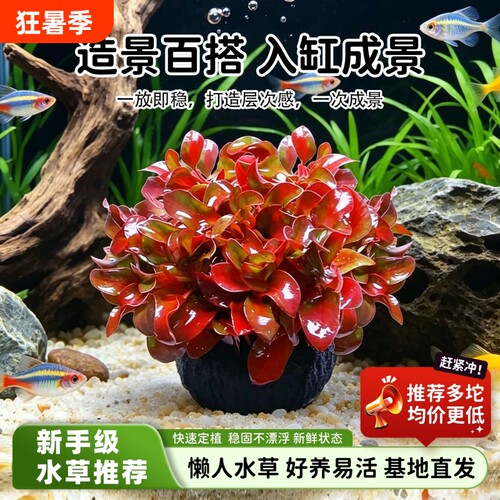 淡水鱼缸红波水草好养净化增氧