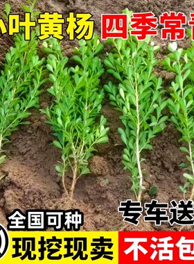 小叶黄杨树苗瓜子黄杨球苗庭院篱笆绿化独杆黄杨大叶黄杨冬青树苗