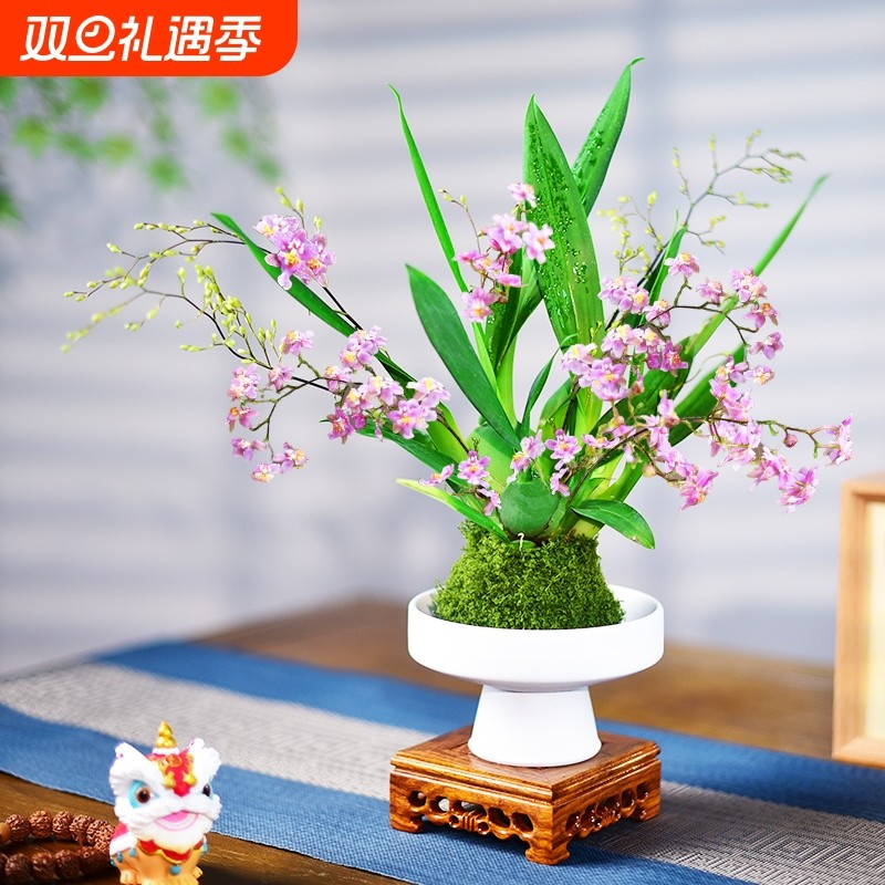 文心兰梦香兰带花苞植物办公室客厅室桌面花卉绿植小盆栽好养淡香
