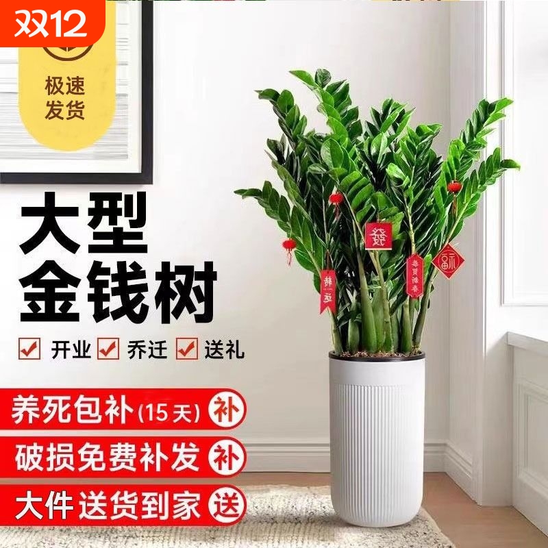 金钱树盆栽植物室内花卉大型