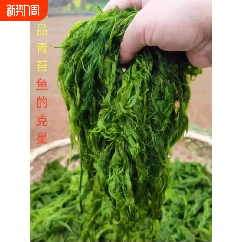 盘彻冲钓青苔饵草鱼赤尾扁鱼鲤鱼黄尾青尾细鳞军鱼饵青苔