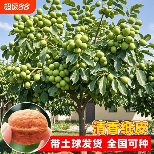 薄皮核桃苗树嫁接苗纸皮特大核桃树苖南北方四季种植当年结果树苗