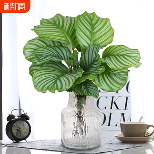 水培植物青苹果竹芋盆栽孔雀竹芋四季 常青办公室内绿萝好养绿植物