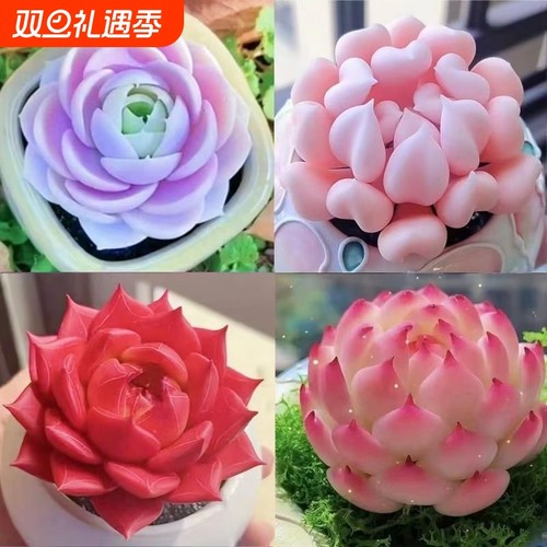 精品多肉植物盆栽组合蓝姬莲水蜜桃防辐射新手室内净化空气