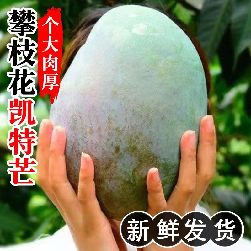 攀枝花凯特芒果9斤新鲜甜心芒当季水果现摘青皮芒特大果整箱包邮