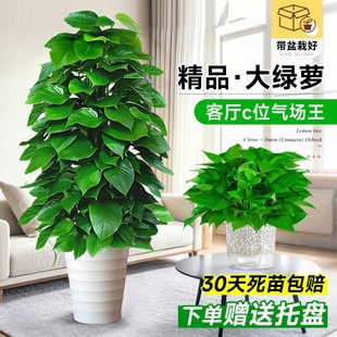 大叶绿萝柱大盆栽客厅大型绿植室内绿萝除甲醛净化空气植物好养活