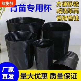 营养钵育苗袋育苗杯一次性花盆种植盆塑料园艺花卉种子苗木杯扦插