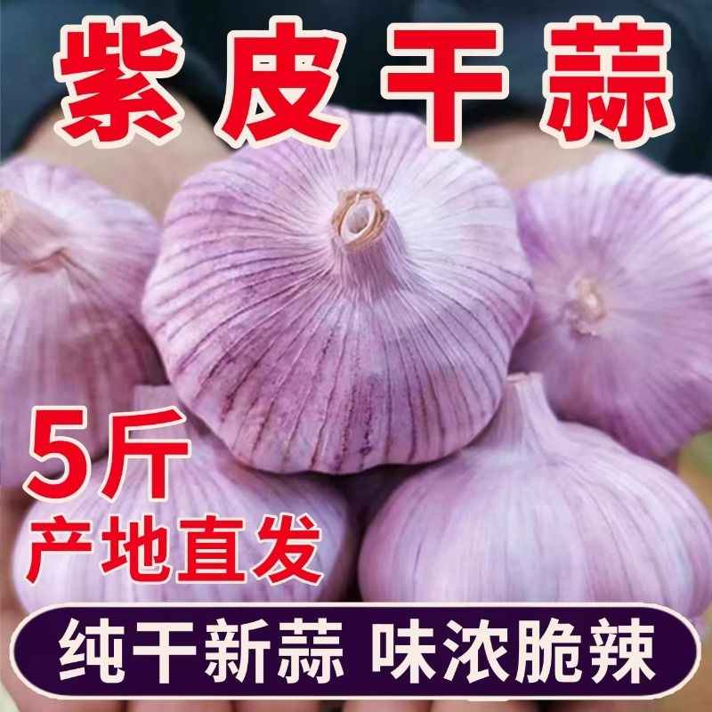 【大蒜头】紫皮大蒜头大蒜头大蒜种干蒜特大新鲜大蒜批发价包邮