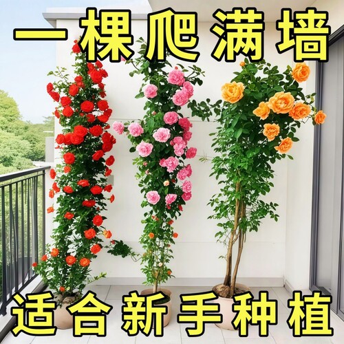 藤本月季特大花苗浓香庭院蔷薇爬藤植物花卉盆栽多季开花阳台小苗