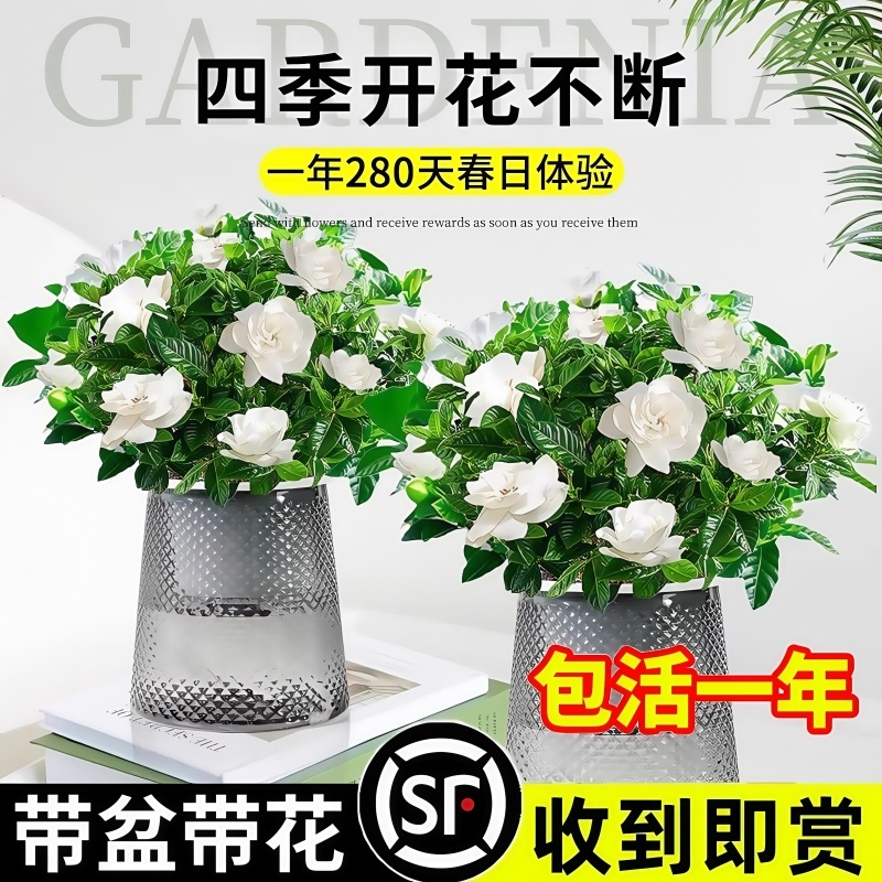 水培植物栀子花盆栽四季开花室内好养茉莉花卉九里香绿植物客厅