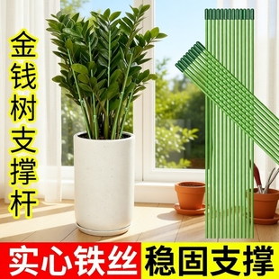 金钱树支撑杆花盆支架杆花卉植物园艺花架爬藤固定杆造型包塑种花