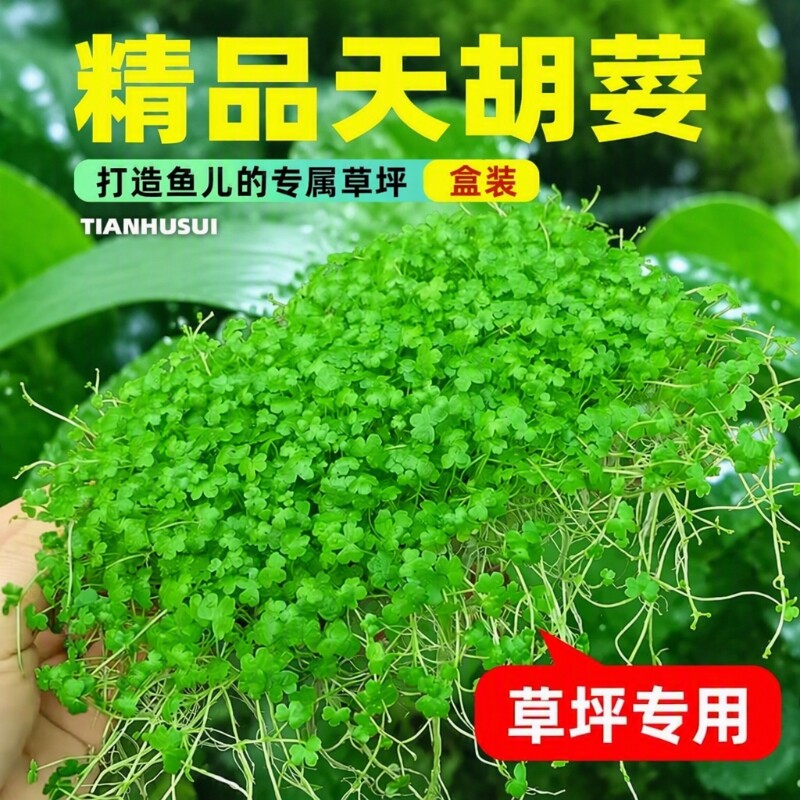 天胡荽水草网片鱼缸造景草坪专用爬地矮珍珠水培生态植物沉底水质