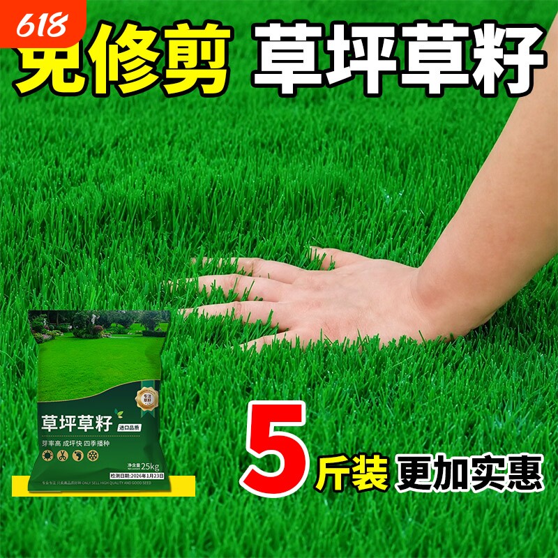 草坪草籽护坡固土四季常青狗牙根马尼拉庭院地毯草绿化黑麦草种子