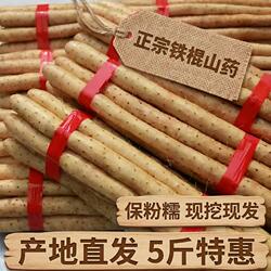 河北特产铁棍山药蠡县麻山药小白嘴山药产地直发新鲜山药辅食