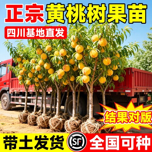 四川黄桃树苗耐寒好养盆栽真结果