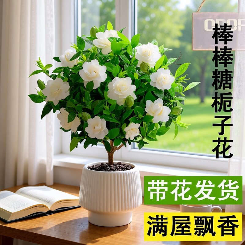 棒棒糖栀子花盆栽花卉绿植独杆四季开花大叶带花苞阳台浓香型植物