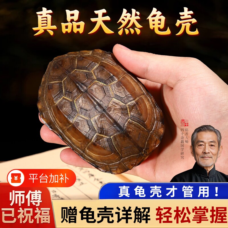天然真乌龟壳龟甲六爻文玩摇卦工具周易64卦牌铜钱把玩件摆件桌面