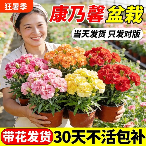 康乃馨盆栽带花苞鲜花四季开花卉室内植物好养大花苗客厅花期品种